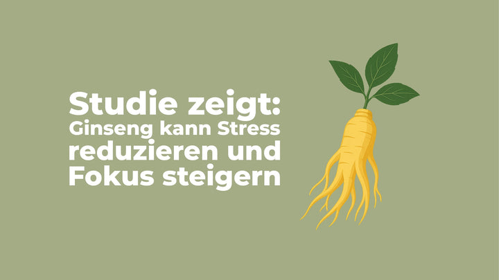 Mit Ginseng zu mehr Gelassenheit und Fokus – neue Studie bestätigt Wirkung