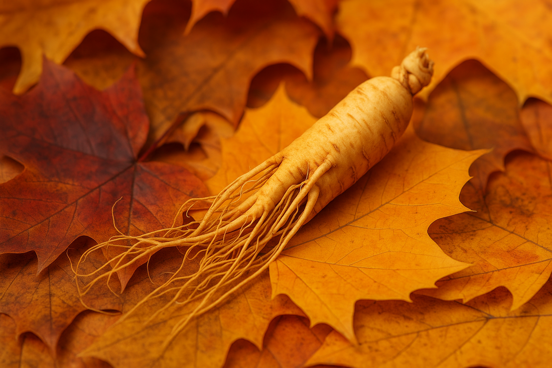 Ginseng Wurzel im Herbst