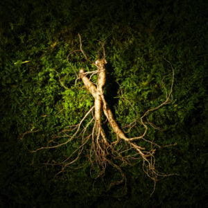 Wundersamer Ginseng