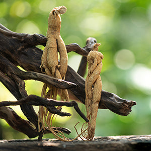 Ginseng bei speziellen Krebsarten